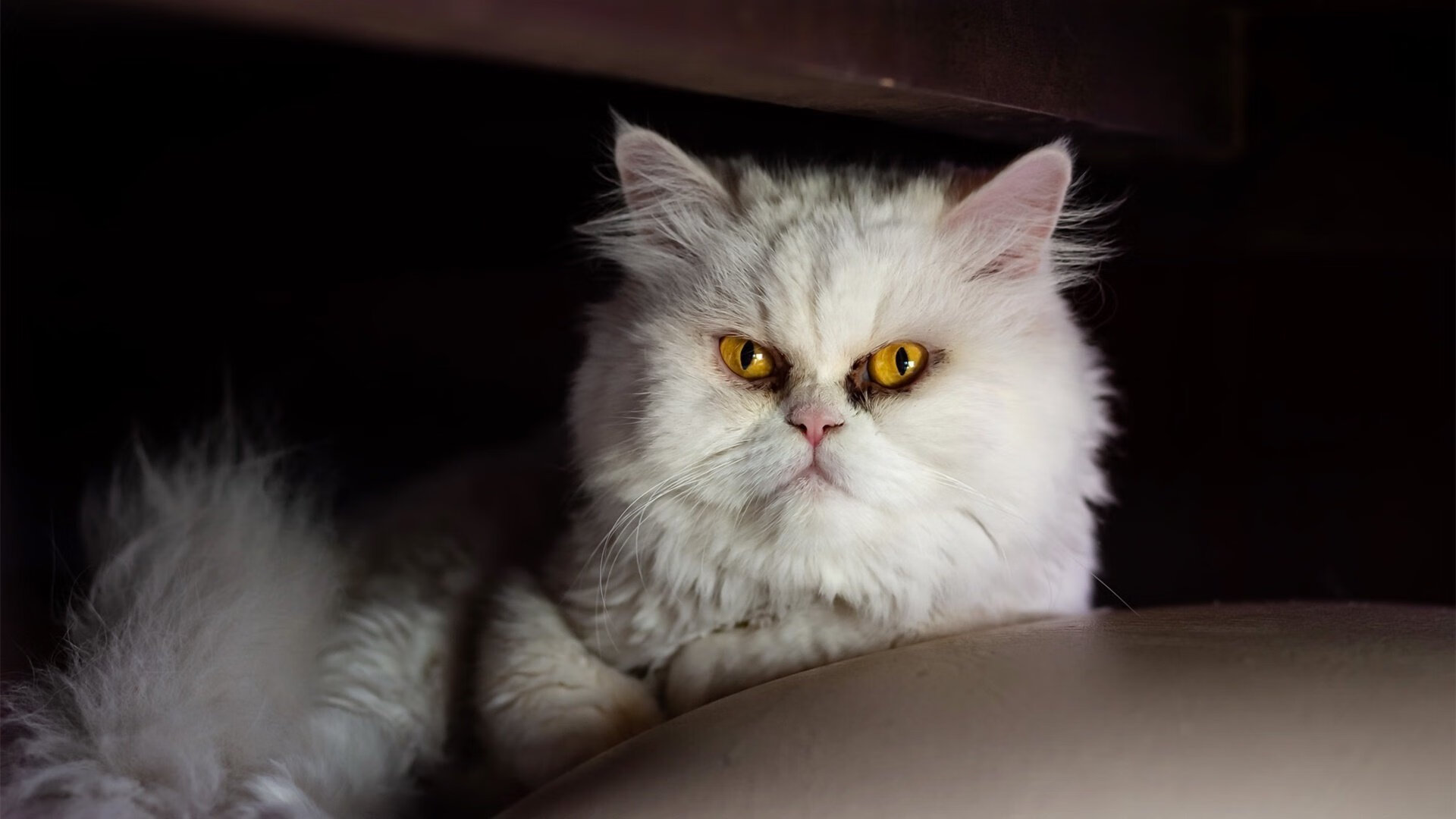 “未来之星:青少年足球明星评选活动精彩纷呈”,足球未来之星的初中选拔