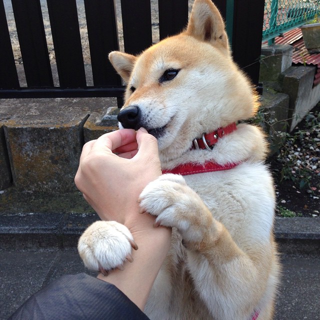 九游官网pc-全国足球裁判员培训体系升级，执裁水平持续提高，足球裁判员培训一般多少钱