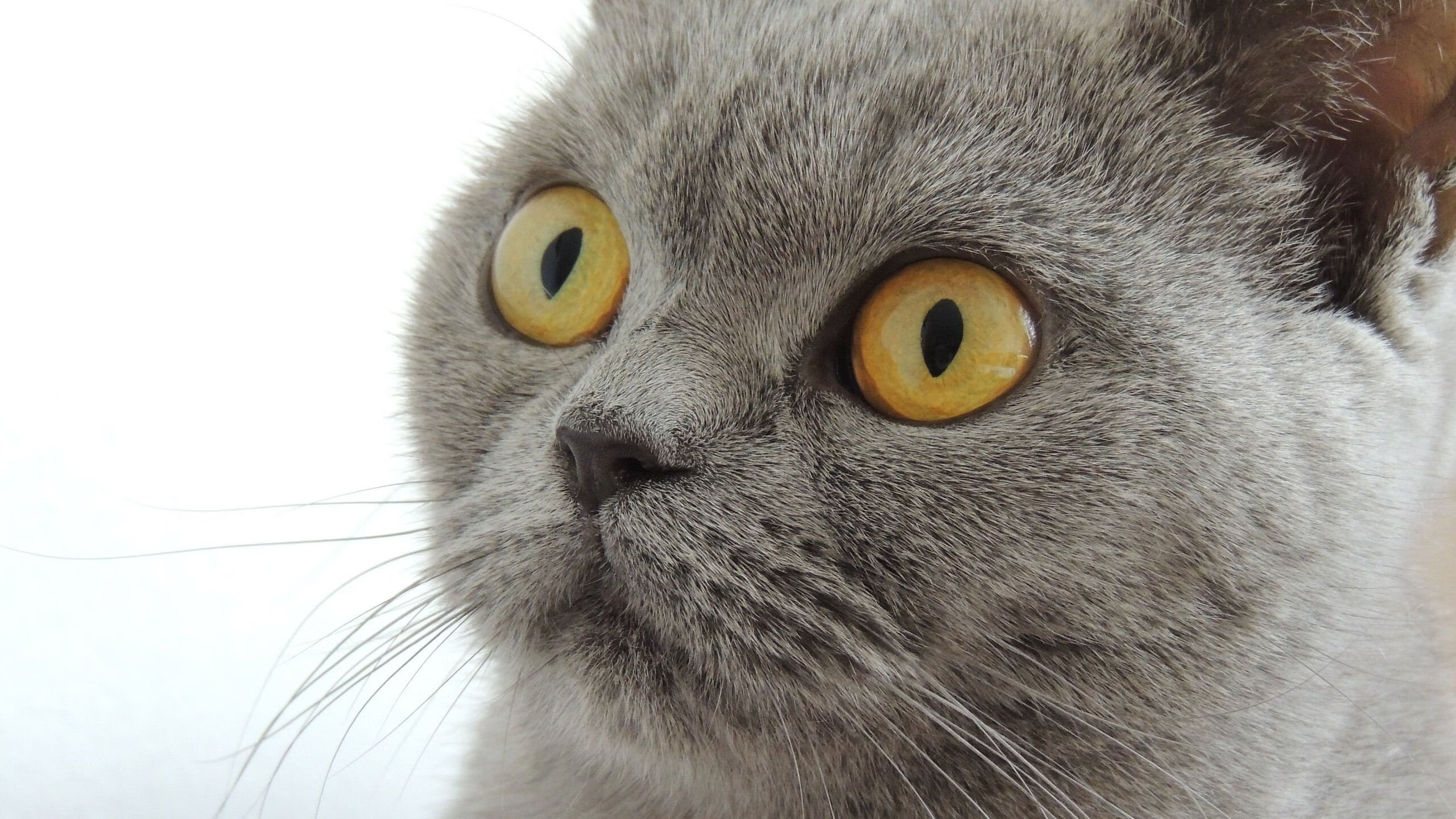 史上最“神奇”的比赛:库里在快船对决中首节投中五个远三,创造赛季纪录!