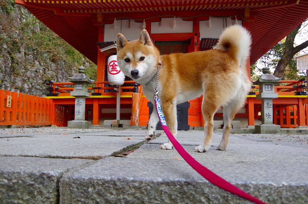 墨西哥男足在巴黎奥运会比赛中以2-0战胜西班牙,墨西哥男足奥运会冠军阵容