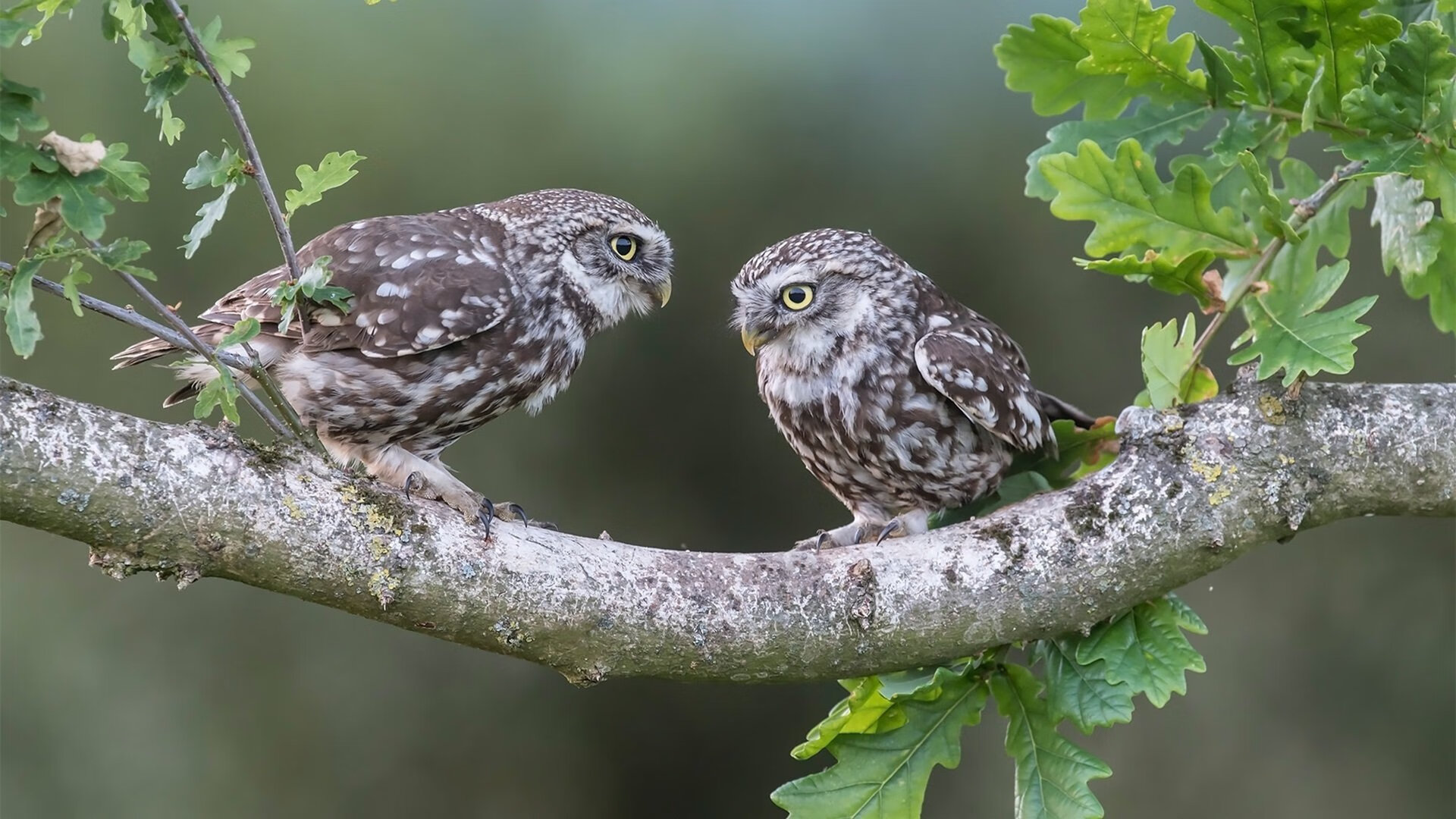 九游登录中心-新兴极限运动：飞跃、旋转的色彩盛宴