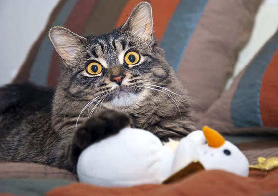 科比:五冠王的“英雄旅程”,永恒的榜样!,科比五冠王照片