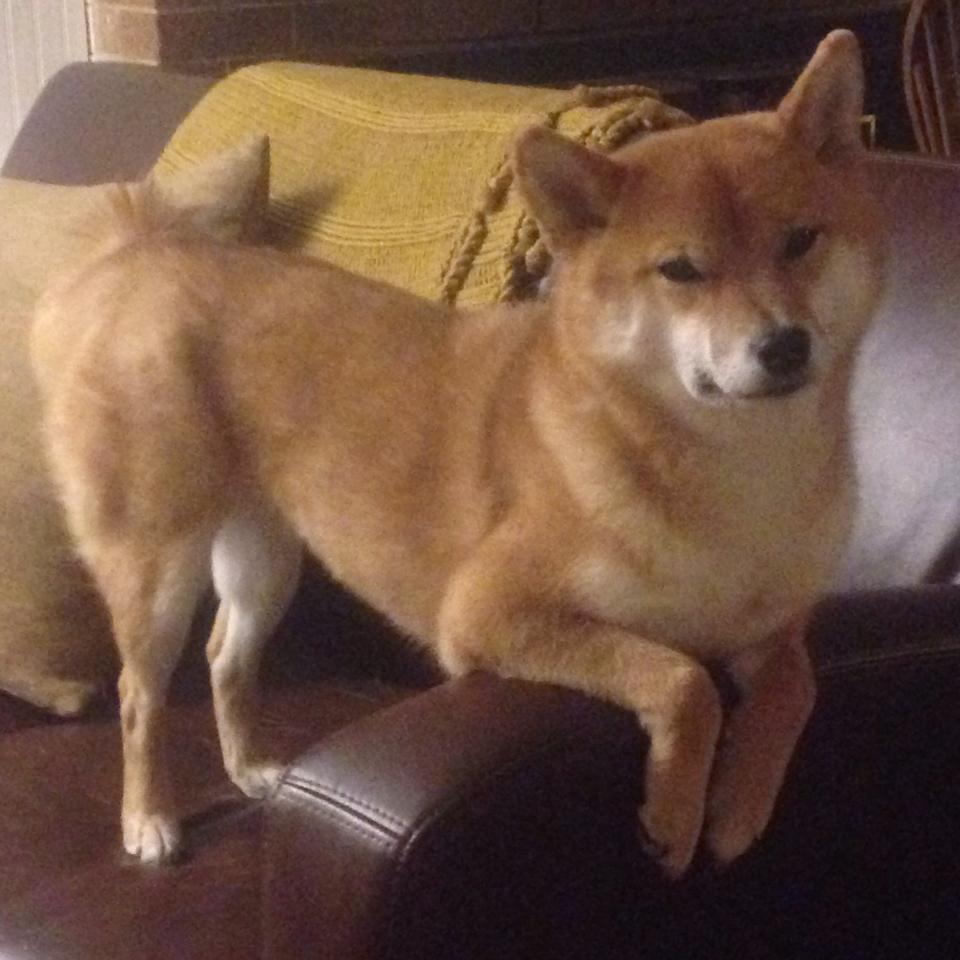 九游APP官网-纽卡斯尔联中锋爆发，赢得多场关键战，纽卡斯尔联中锋爆发,赢得多场关键战绩