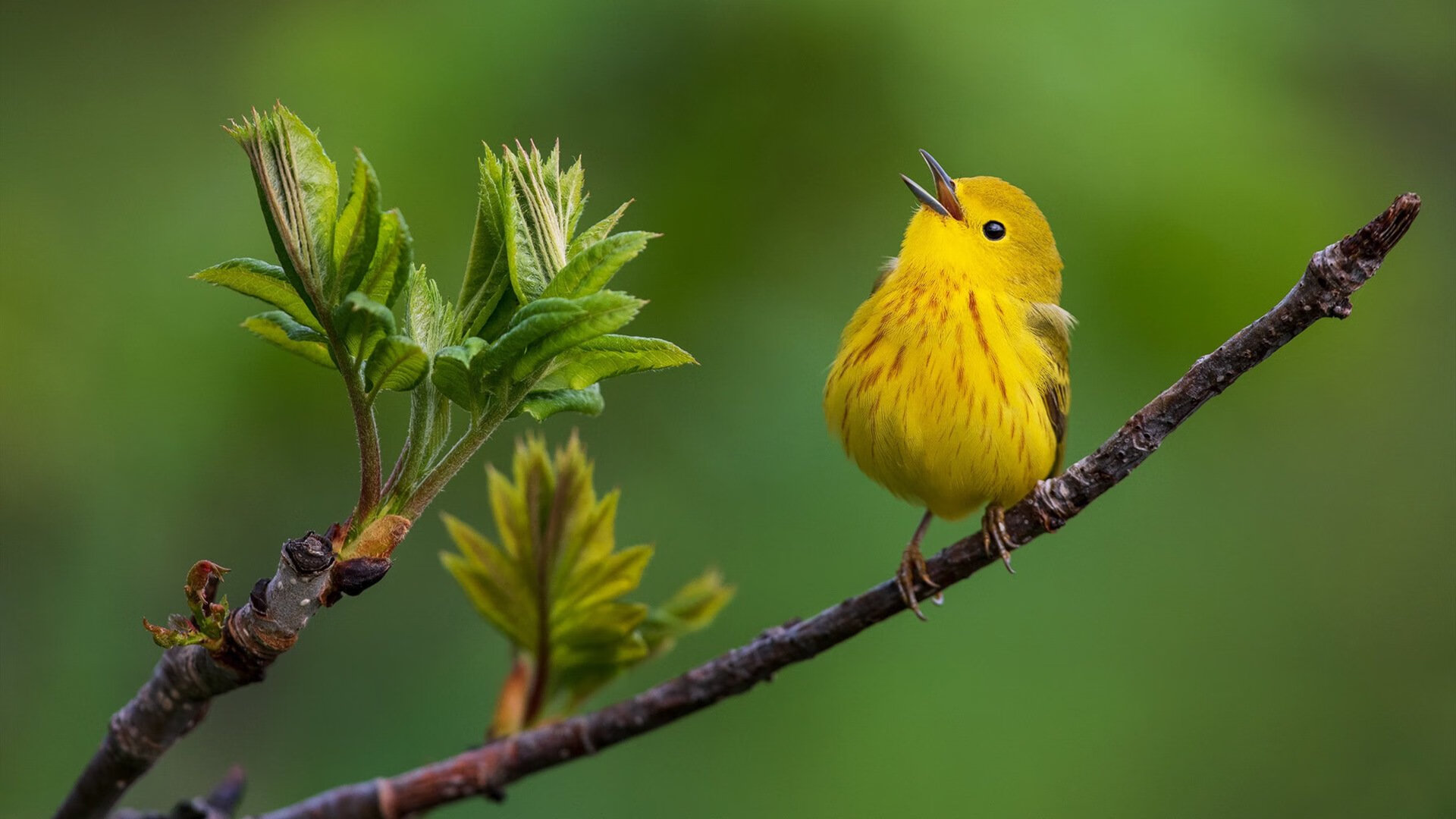 经典“巅峰对决”重温:那些永远令人心动的比赛记忆,巅峰对决的下一句