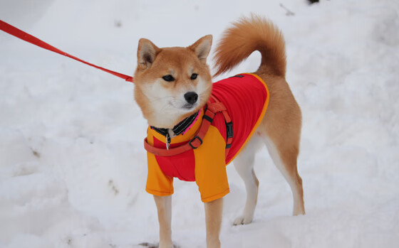 莱万已攻入德甲历史第210球,继续刷新个人纪录,德甲 莱万