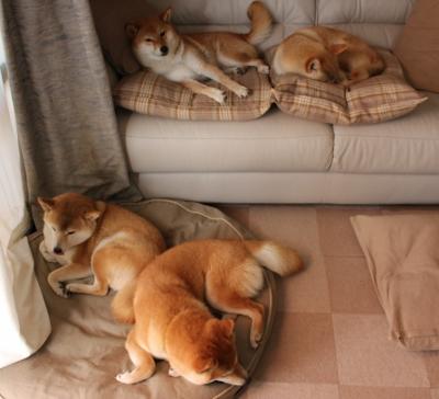 九游-伯恩利战平桑德兰，保持不败纪录，伯恩利vs莱切斯特城预测