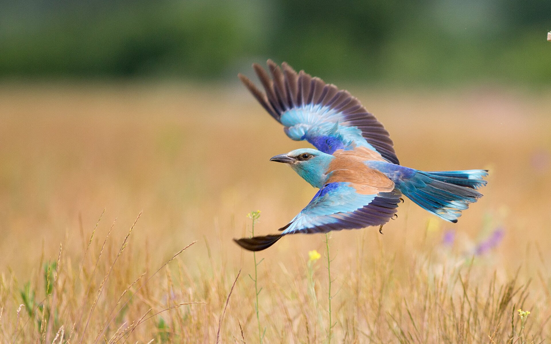 凯撒酋长与国内足球组织达成合作协议,凯撒踢足球
