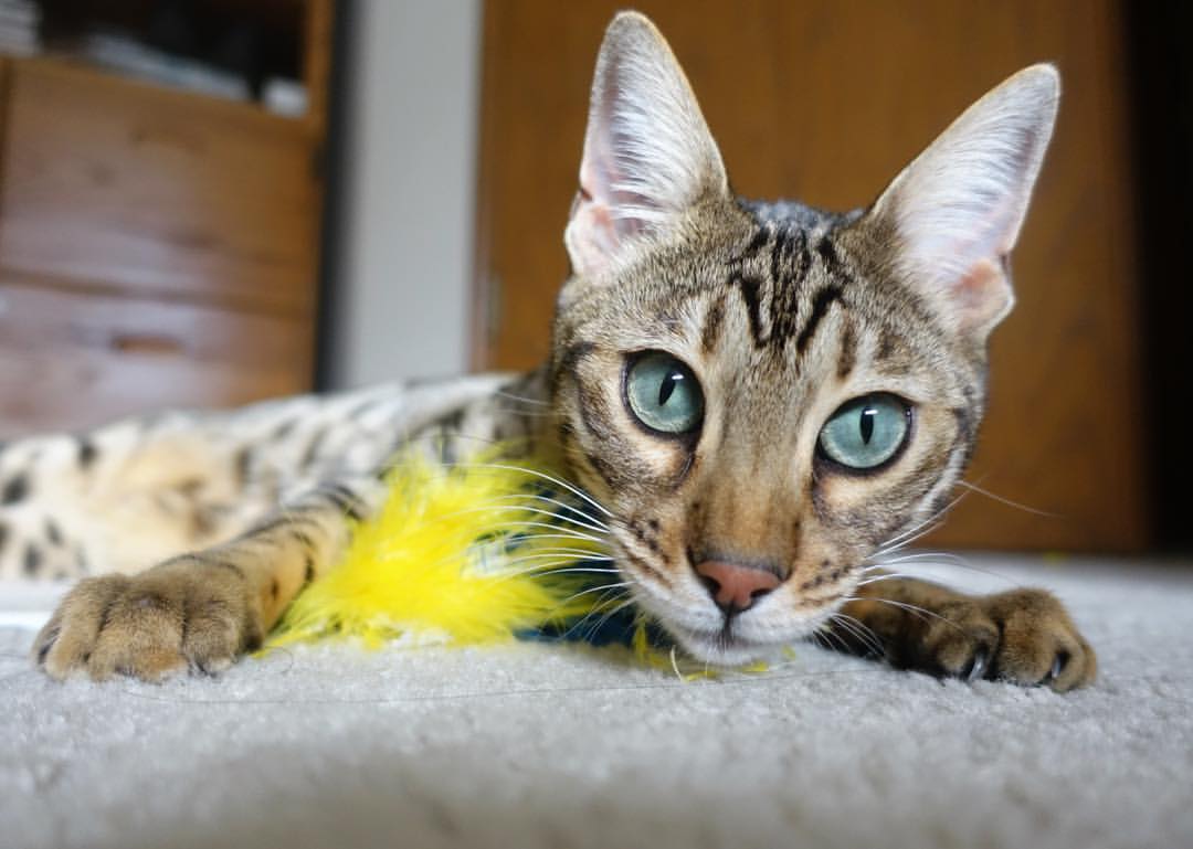 Jiuyou-吉达联合球员入选FIFA周最佳，吉达百科