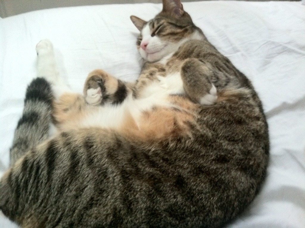 外援球员发挥出色，成为球队利器，外援好吗